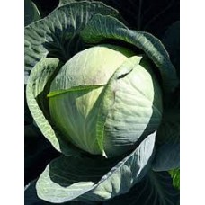 Капуста Мегатон, F1 (20 нас)